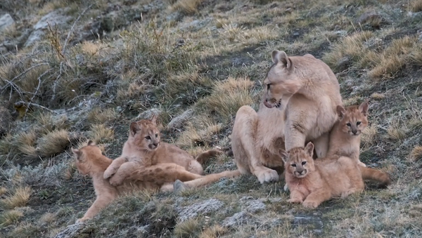 Puma Cubs Pounce Mother for Pre-Dinner Cleaning  - Sputnik International