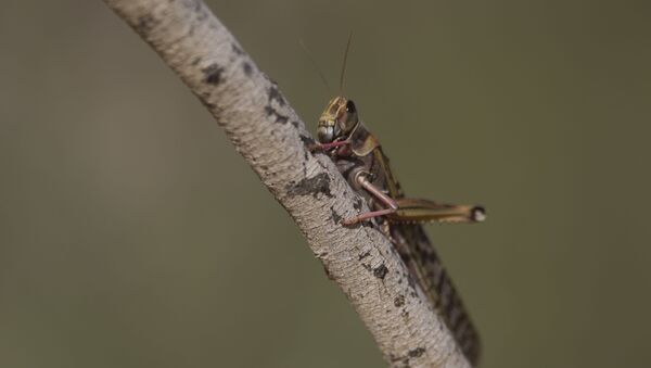 A locust hangs on a tree near Ashelim in the Negev Desert, southern Israel, Monday, March 11, 2013 - Sputnik International
