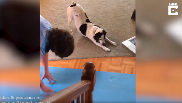 Health-Conscious Canine Joins Owner in Yoga Session - Sputnik International