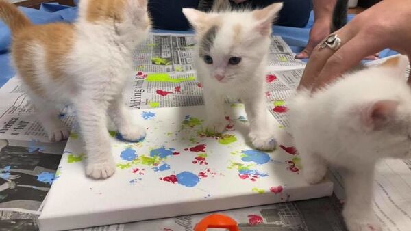 Adoption Art: Rescue Kittens Create Paw Print Paintings  - Sputnik International
