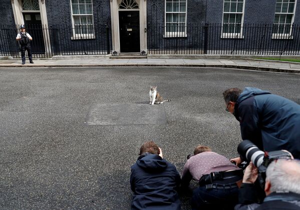 Media members photograph Larry the cat outside Downing Street in London, Britain June 11, 2019.  - Sputnik International