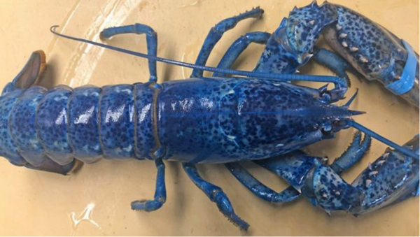 Rare blue lobster - Sputnik International