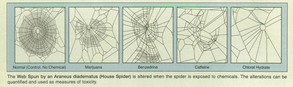 NASA Spider Study Stirred Shady Stimulant Suppositions (PHOTO) - Sputnik International