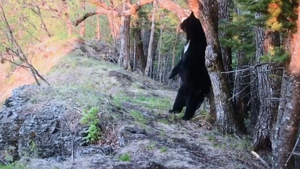 Bear caught on camera - Sputnik International
