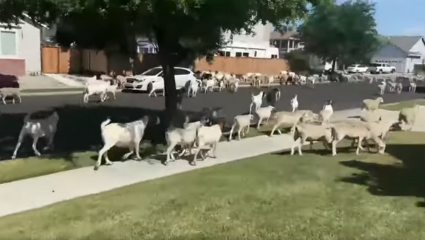 Counting Sheep (& Goats): Dozens of Farm Animals Run Free on US Street - Sputnik International