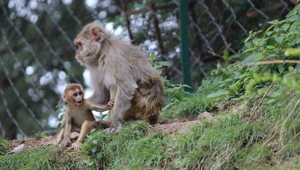 Baby macaque and its mother - Sputnik International