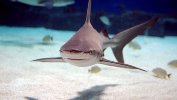 Sandbar shark, which is native to the Atlantic Ocean and the Indo-Pacific  - Sputnik International