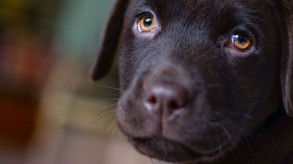Young dog gives puppy dog eyes - Sputnik International