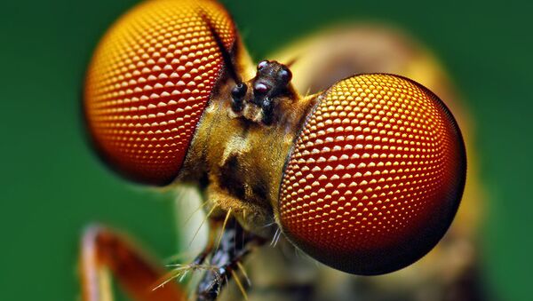  	  Eyes of a Holcocephala fusca Robber Fly  - Sputnik International