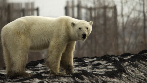 Polar bear spotted in Siberian city - Sputnik International