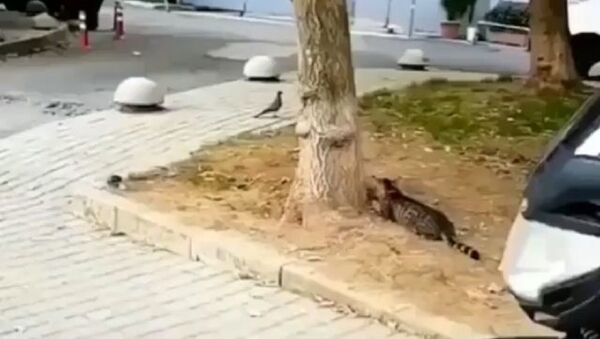 Cats - Sputnik International