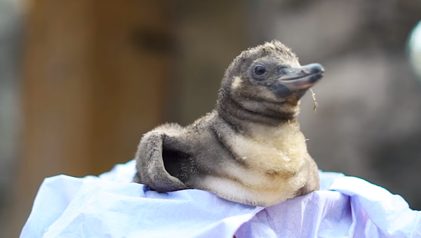 UK Safari Park Welcomes Penguin Chicks ‘Hotdog’ and ‘Haggis’ - Sputnik International
