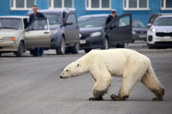 A Stray Polar Bear  - Sputnik International