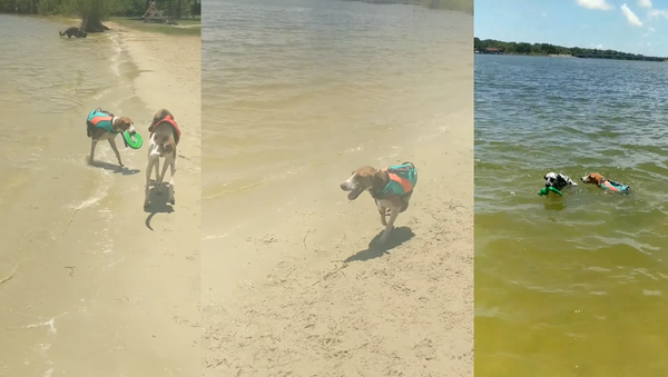 Two-Legged Dog Doesn’t Let Defect Hinder His Playtime - Sputnik International