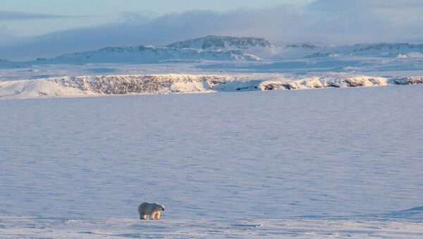 A polar bear walking on the coast of the remote Russian northern Novaya Zemlya archipelago - Sputnik International