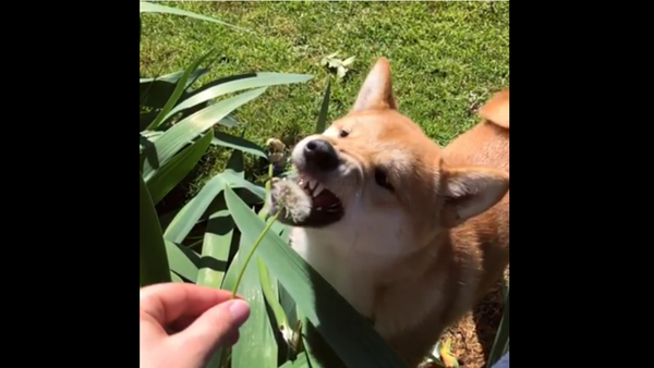 Shiba Inu eats Dandelion  - Sputnik International