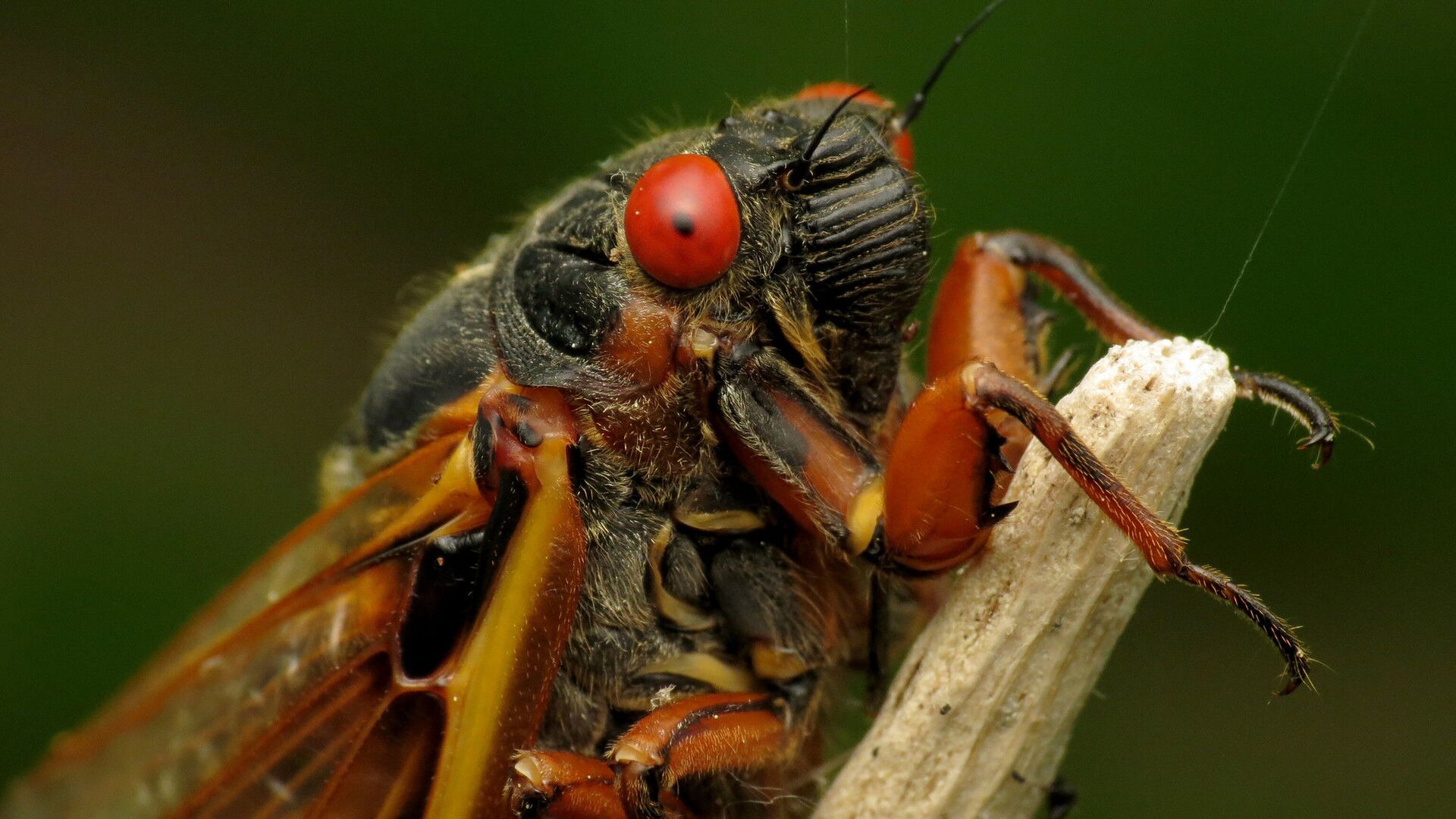 US Prepares for a Trillion Cicadas to Emerge