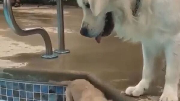 Golden Retriever Worries About Pup in Pool - Sputnik International