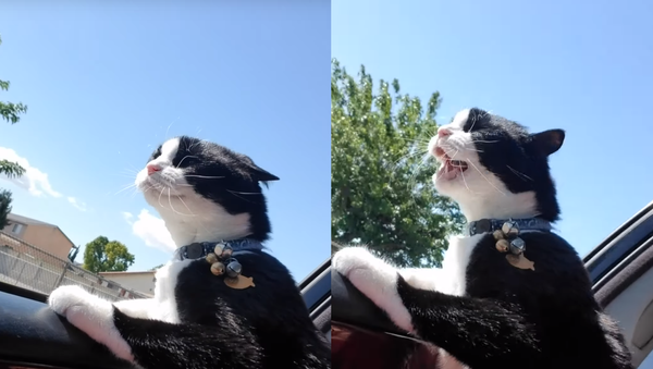Catdog? Cool Kitten Loves Feeling The Wind in Her Fur - Sputnik International
