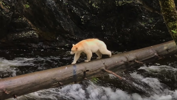 Man Encounters Elusive Spirit Bear in British Columbia  - Sputnik International