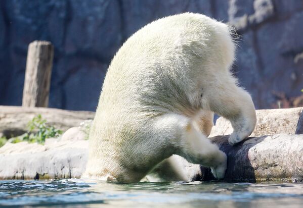 A Polar Bear Named Nanook at the Zoo - Sputnik International