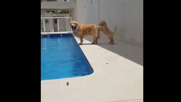 Golden retrievers - Sputnik International