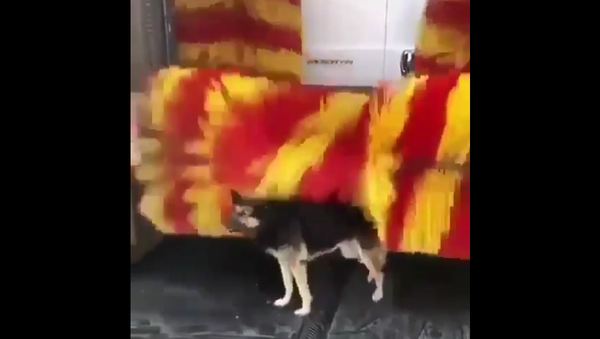 Dog at Car Wash - Sputnik International