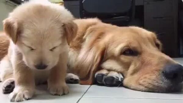 Sleep Mode: Tiny Golden Retriever Pup Ready for Nap Time - Sputnik International