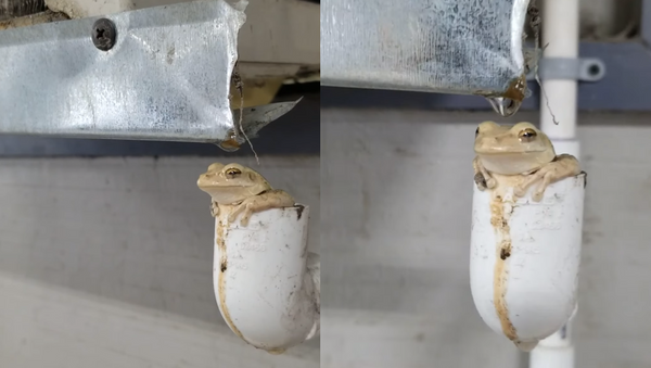 Florida Frog Finds Perfect Spot to Cool Off  - Sputnik International