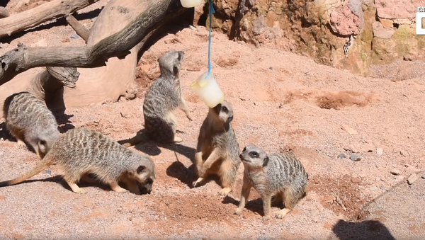 Lemurs, Meerkats Enjoy Frozen Treats Amid UK Heat  - Sputnik International