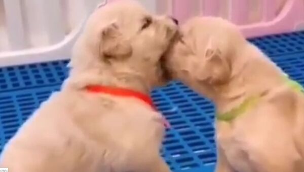Two Golden Retriever Puppies Learning to Bite - Sputnik International