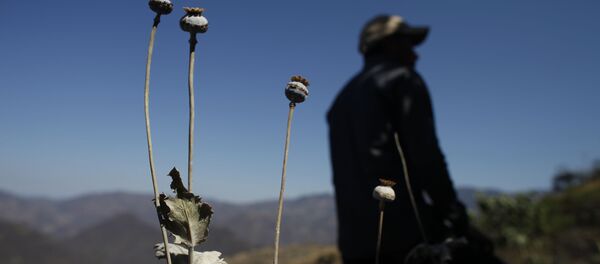A man stands in a poppy flower field that the government sprayed with an herbicide in the Sierra Madre del Sur mountains of Guerrero state, Mexico. A man stands in a poppy flower field that the government sprayed with an herbicide in the Sierra Madre del Sur mountains of Guerrero state, Mexico. - Sputnik International
