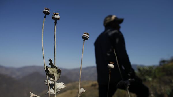 A man stands in a poppy flower field that the government sprayed with an herbicide in the Sierra Madre del Sur mountains of Guerrero state, Mexico. - Sputnik International