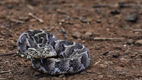 A Puff Adder rests on the ground in the Kenyan Rift Valleys of the Baringo county, which bears one of the highest incidences of venomous snake attacks in Kenya, on February 22, 2019.  - Sputnik International