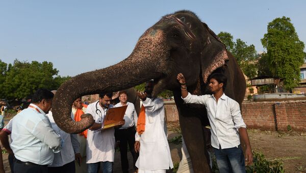A veterinary (C) checks an elephant belonging to the Lord Jagannath temple ahead of Lord Jagannath Rath Yatra, in Ahmedabad on July 2, 2019 - Sputnik International