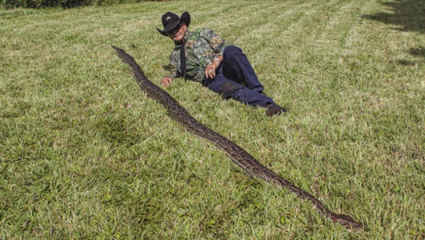 Massive 16-Foot Burmese Python, Dozens of Eggs Found Under US Home   - Sputnik International
