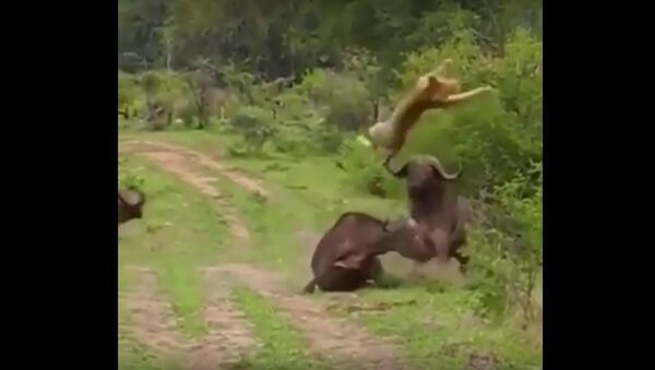 Buffalo saved another Buffalo from a lion - Sputnik International