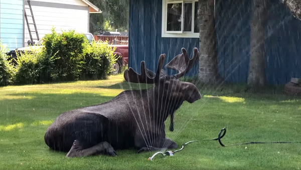 Alaskan Moose Keeps Cool Amid Record 90-Degree Heatwave - Sputnik International