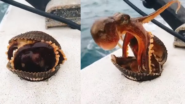 ‘Gotta go!’: Octopus Pops Out of Shell, Flees Japanese Fishing Boat  - Sputnik International