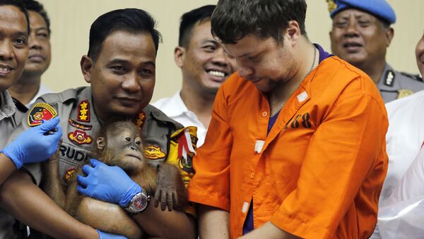 Denpasar police chief Ruddi Setiawan, center left, holds a two-year-old male orangutan as Russian Andrei Zhestkov, center right, stands during a press conference in Bali, Indonesia on Monday, March 25, 2019. Indonesian authorities have arrested the Russian tourist who was attempting to smuggle a drugged orangutan out of the resort island of Bali, a conservation official said Sunday. Orangutans are listed as critically endangered by the International Union for the Conservation of Nature. - Sputnik International
