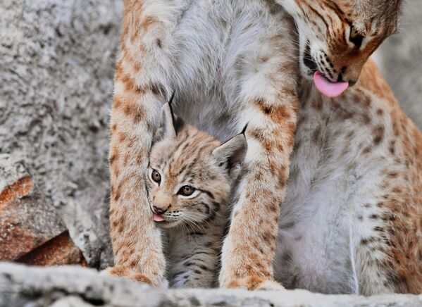 A lynx and her cub at the Moscow Zoo. - Sputnik International