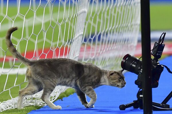 A cat inspects the remote cameras during the 2019 Africa Cup of Nations (CAN) Round of 16 football match between Ghana and Tunisia at the Ismailia Stadium in the Egyptian city on July 8, 2019.  - Sputnik International