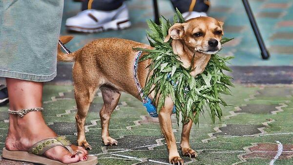 Marijuana Chihuahua Dog - Sputnik International
