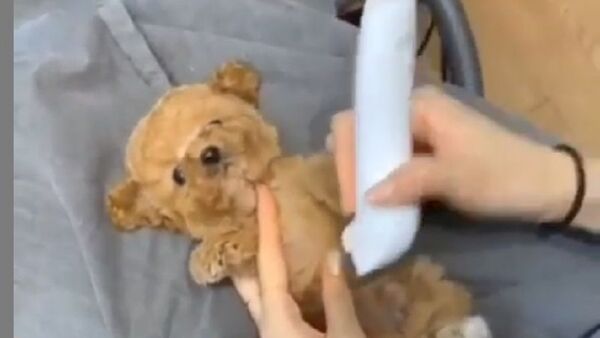 Puppy being groomed - Sputnik International