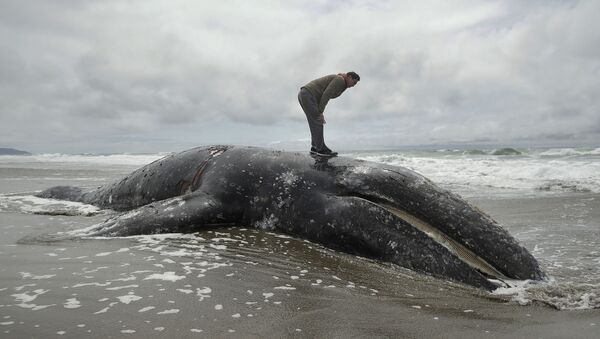 In this May 6, 2019 file photo, Duat Mai stands atop a dead whale at Ocean Beach in San Francisco. Federal scientists on Friday, May 31 opened an investigation into what is causing a spike in gray whale deaths along the West Coast this year - Sputnik International