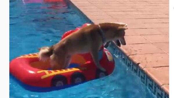 A dog in a swimming pool - Sputnik International
