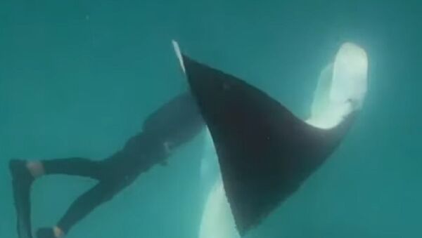 Manta ray and a diver - Sputnik International