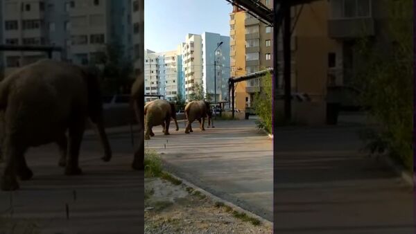   Walk elephants In Yakutsk - Sputnik International