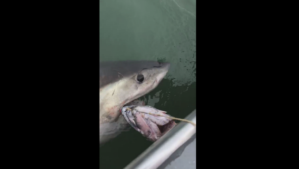 US fishermen traversing waters near California's Alcatraz Island hook great white shark - Sputnik International