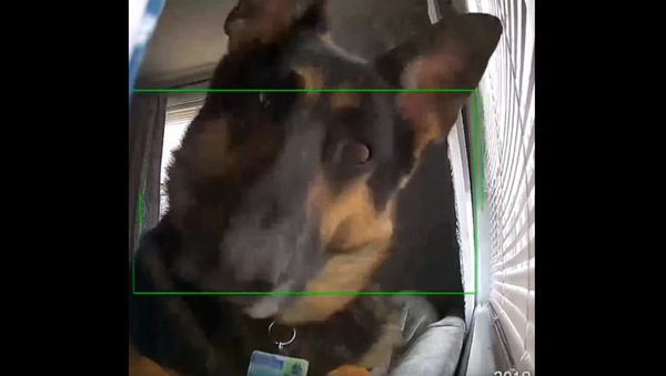 Who’s There? German Shepherd Guard Dog Triggers Security Camera - Sputnik International